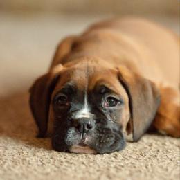 Curtis Loew - Fawn male Boxer puppy in Georgia from Stephanie’s Boxers
