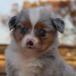 Australian Shepherds, Miniature Australian Shepherds, and Toy Australian Shepherds from Rockin CF Aussies