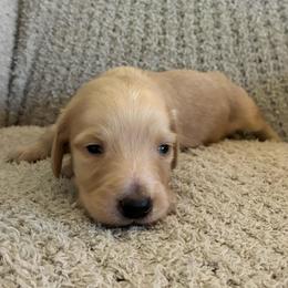 Kristof - Cream male Dachshund puppy in Nacogdoches, Texas from Heavenly Dachshunds