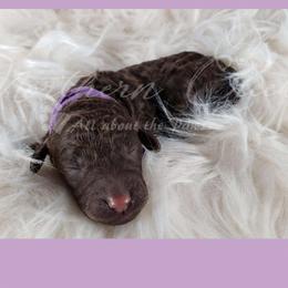 Poodle Puppies from Northern Creek