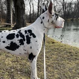 Monster - Great Dane