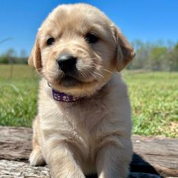 Brook - Light golden female Golden Retriever puppy in Doniphan, Missouri from Stockford’s Golden Retrievers
