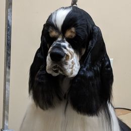 Cocker Spaniels from Ka-Sa-Ra Cockers