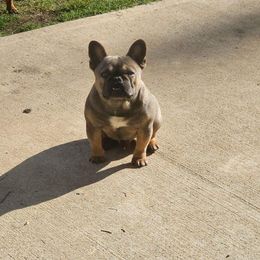 French Bulldogs from Iglesias k9