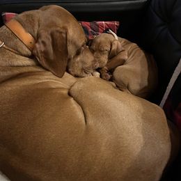 Vizslas from Venturous Vizslas