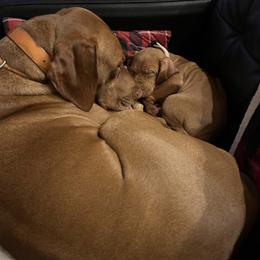 Vizslas from Venturous Vizslas