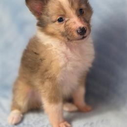 Indy - Sable merle and white male Shetland Sheepdog puppy in Citra, Florida from Southpaw Herders LLC