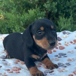 Girl 2 - Black and tan female Dachshund puppy in Stilwell, Oklahoma from Double Down Doxies