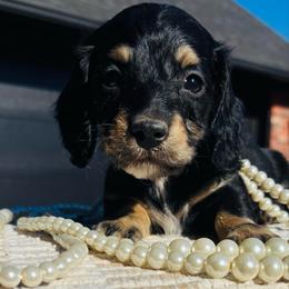 Xander - Black and cream male Dachshund puppy in Altus, Oklahoma from Johnson Prairie Pups