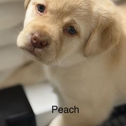 Girl 2 - Yellow female Labrador Retriever puppy in Strafford, New Hampshire from Alley Rock Labradors, LLC