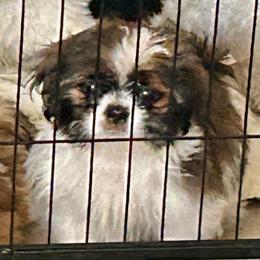 Bandit - Black and white male Shih Tzu puppy in Victorville, California from Precioustzus