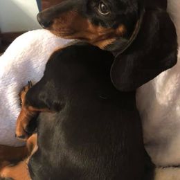 Dachshunds from Honeysuckle Hill Homestead