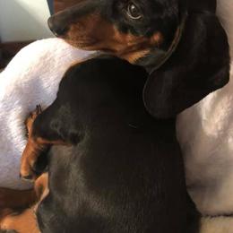 Dachshunds from Honeysuckle Hill Homestead