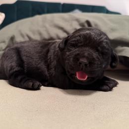 Blackberry - Black female Labrador Retriever puppy in Canton, Georgia from Dukes Retirevers