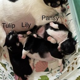 Lily - Black and white female Chihuahua puppy in South Charleston, Ohio from Fine Whines & Lickers