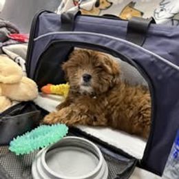Assorted Doodle Crosses, Aussiedoodle, Australian Shepherd, Long Haired Weimaraner, Shihpoo, and Shih Tzu Puppies from Rockiń N Kennel