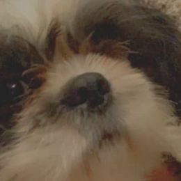 Shih Tzus from Fur Shih Tzu