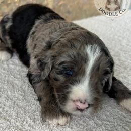 Jewel - Blue merle female Bernedoodle puppy in Fort Pierce, Florida from Gentle Giants Doodle Co.