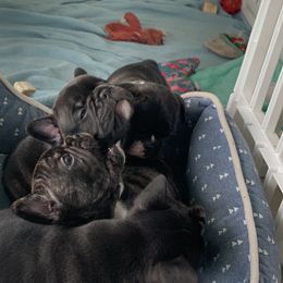 French Bulldog Puppies from Luna and London’s Puppies