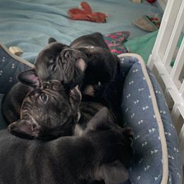 French Bulldog Puppies from Luna and London’s Puppies