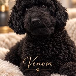 Venom - Poodle