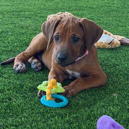 Luna - Rd whtn blk nose female Rhodesian Ridgeback puppy in Montgomery, Texas from Timber Ridge Kennels