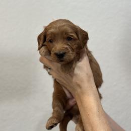 Goldendoodle Puppies from Kerri's Goldendoodles