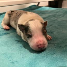 Reese - Blue merle male Border Collie puppy in Holden, Missouri from Spotted Feather Farm