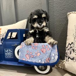 Mojito - Black and silver male Miniature Schnauzer puppy in St. Augustine, Florida from Ancient City Schnauzers