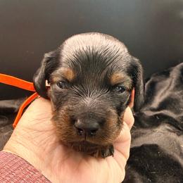 Red - Sable male Dachshund puppy in South Fulton, Tennessee from Stiles' Mini Doxies
