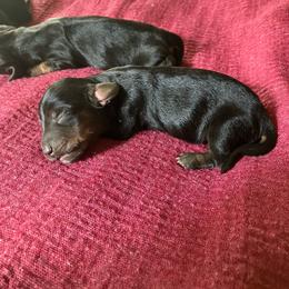 Tramp - Black and tan male Dachshund puppy in Brave, Pennsylvania from Maple Moon Mini Dachshunds