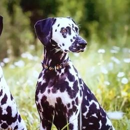 Dalmatians from Andiron Dalmatians