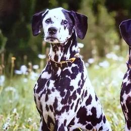 Dalmatians from Andiron Dalmatians
