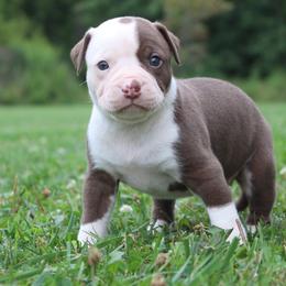 Girl 6 - female Alapaha Blue Blood Bulldog puppy in Grafton, Ohio from Eclipse Alapaha Kennels