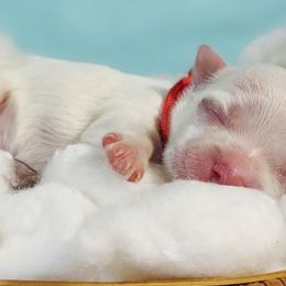 Companion Cross, Maltese, and Maltipoo Puppies from Seeking Shalom Acres Maltese, Maltipoos & Havamalts