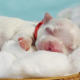 Companion Cross, Maltese, and Maltipoo Puppies from Seeking Shalom Acres Maltese, Maltipoos & Havamalts