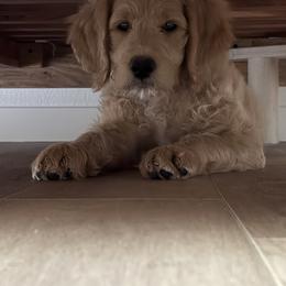 Goldendoodle All Grown Up from Dawnie’s Doodles