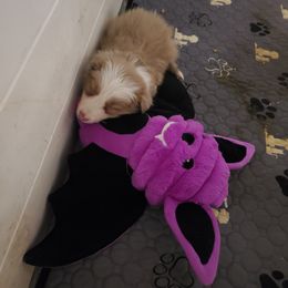 Lilac Female - Lilac female Border Collie puppy in Chester, Vermont from Countryside Border Collies