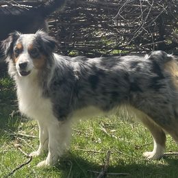 Australian Shepherds from O’Kejas  Kennel