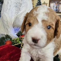 Assorted Doodle Crosses, Cavapoos, and Goldendoodles from Debbie's Puppies