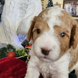 Assorted Doodle Crosses, Cavapoos, and Goldendoodles from Debbie's Puppies