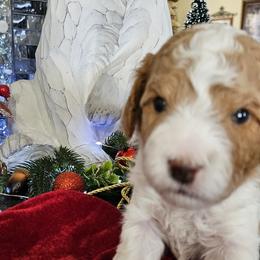 Assorted Doodle Crosses, Cavapoos, and Goldendoodles from Debbie's Puppies