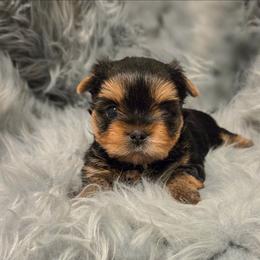 Ben - Blue and gold male Yorkshire Terrier puppy in Battle Ground, Washington from Joyful Yorkies