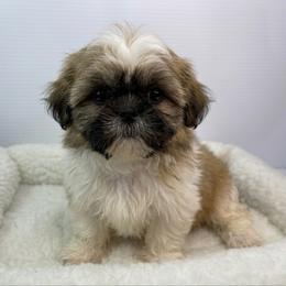 Cody - Black gold and white male Shih Tzu puppy in Bourne, Massachusetts from Shih Tzu Pups