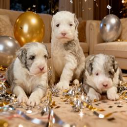 Bernedoodles, Cavapoos, and Sheepadoodles from RockaDoodles