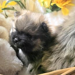 Pomsky Puppies from Amazing High Desert Pomskys