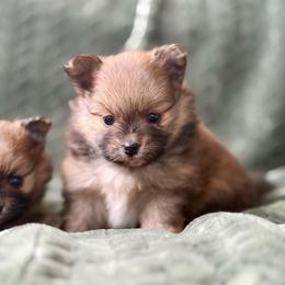 Oakley AKC Male - Orange sable male Pomeranian puppy in Las Vegas, Nevada from POM SOCIETY