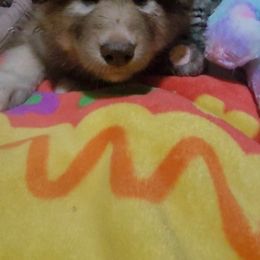 Native American Indian Dog Puppies from Turtle Island NAIDs