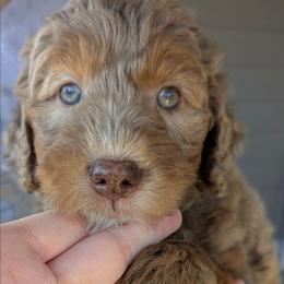Female 6th pick - Tri-color female Bernedoodle puppy in Sioux Falls, South Dakota from Dolly's Doodles
