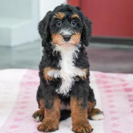 Skipper - Tri-color female Bernedoodle puppy in Dundee, Ohio from Down Home Doodle